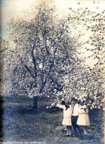 Bell Marguerite Orchard